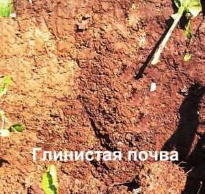 Глинистые почвы